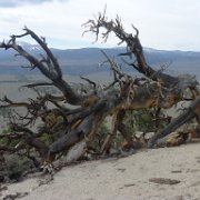 MonoBasin 183 : MonoBasin